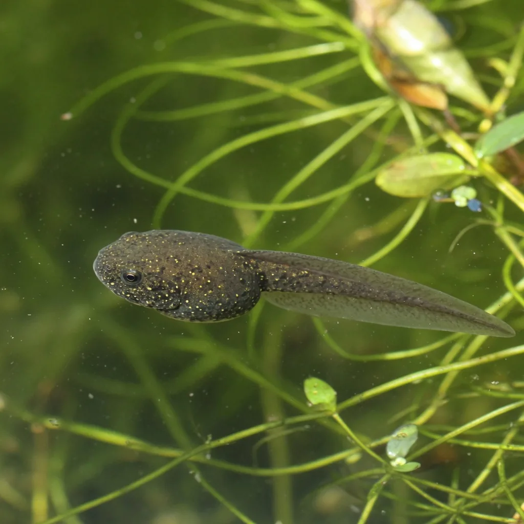 A single tadpole swimming in clear pond water, showing its round body and long tail.