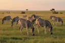 What Do Zebras Eat? Diet, Habits & the Three Species Compared
