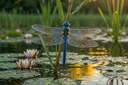 What Does a Dragonfly Symbolize? Meanings Across Cultures