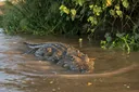 Where Do Crocodiles Live? Habitat, Species & Amazing Facts