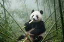 Where Do Giant Pandas Live? Habitat, Range & Facts