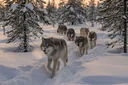 Where Do Wolves Live?