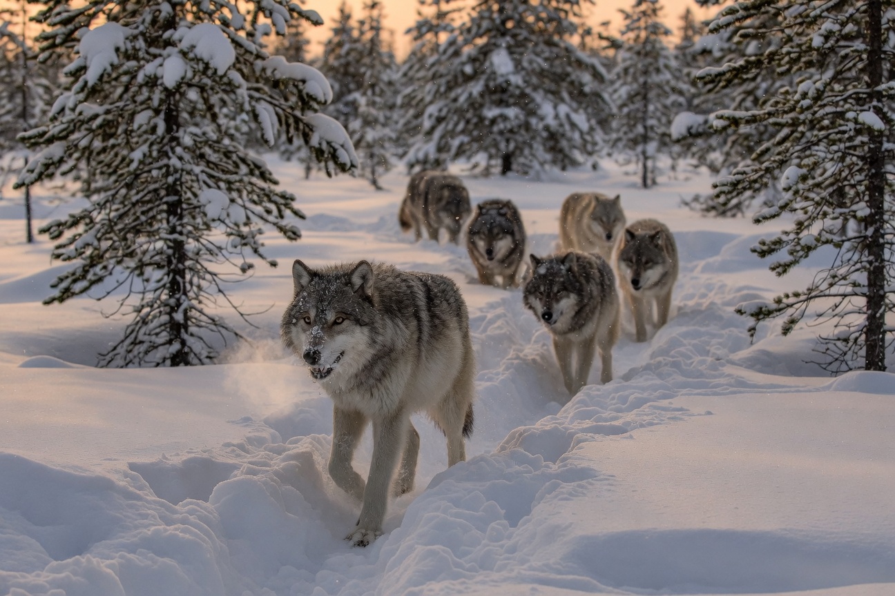 A pack of gray wolves walks through deep snow in a pine forest during winter twilight.