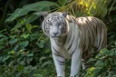 Utterly Mind-boggling Facts About the White Bengal Tiger