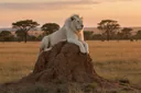 White Lion Facts