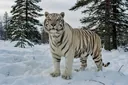 Siberian Tigers vs White Tigers