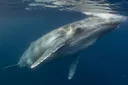 Why Are Blue Whales Endangered and Why Should We Be Concerned?