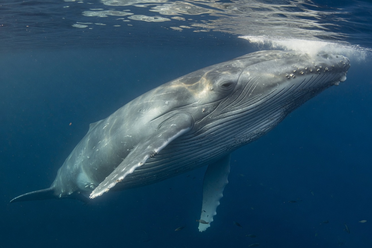 A large whale swims near the ocean surface with sunlight filtering through the water.