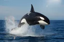 Why Are Orcas Called Killer Whales? Here's the Surprising Answer