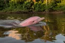 The Heart-wrenching Truth About Why Pink Dolphins are Endangered