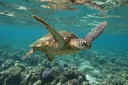 Almost Gone! 6 Reasons Why Sea Turtles Are Endangered