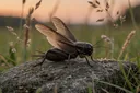 Why Do Crickets Chirp? These Reasons Will Simply Amaze You!