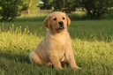 5 Shameful Reasons Why People Abuse Animals
