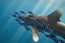 Why Do Pilot Fish Swim With Sharks?