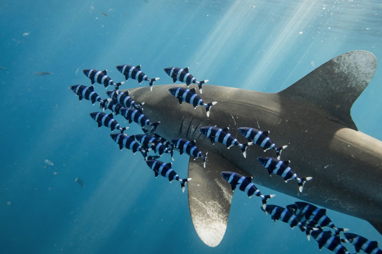 A school of striped pilot fish swims closely alongside a shark in blue ocean water.