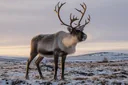 Why Do Reindeer Shed Their Antlers?