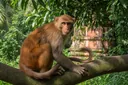 This is Why Monkeys Don't Really Make Good Pets