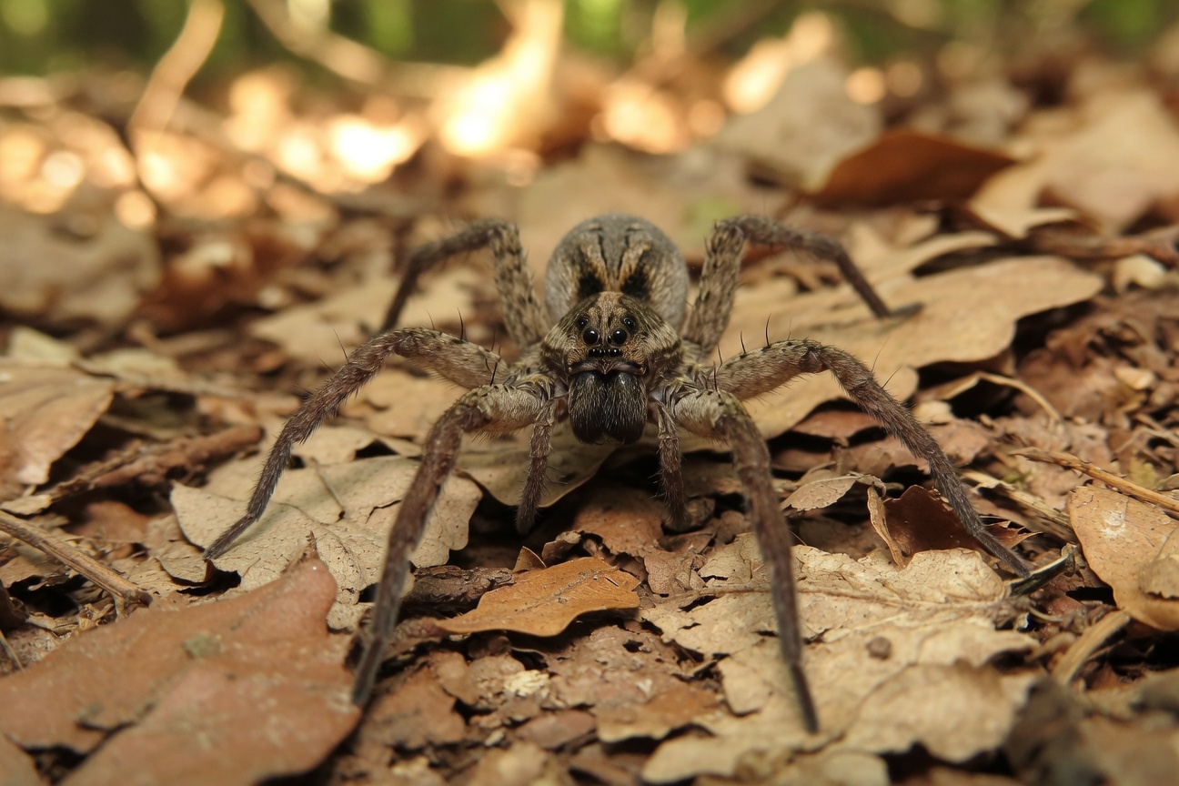 A large wolf spider with long, hairy legs stands on a bed of dry brown leaves.