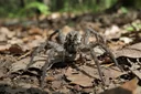 Wolf Spider vs. Brown Recluse: How to Tell Them Apart