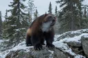 Wolverine Animal Facts