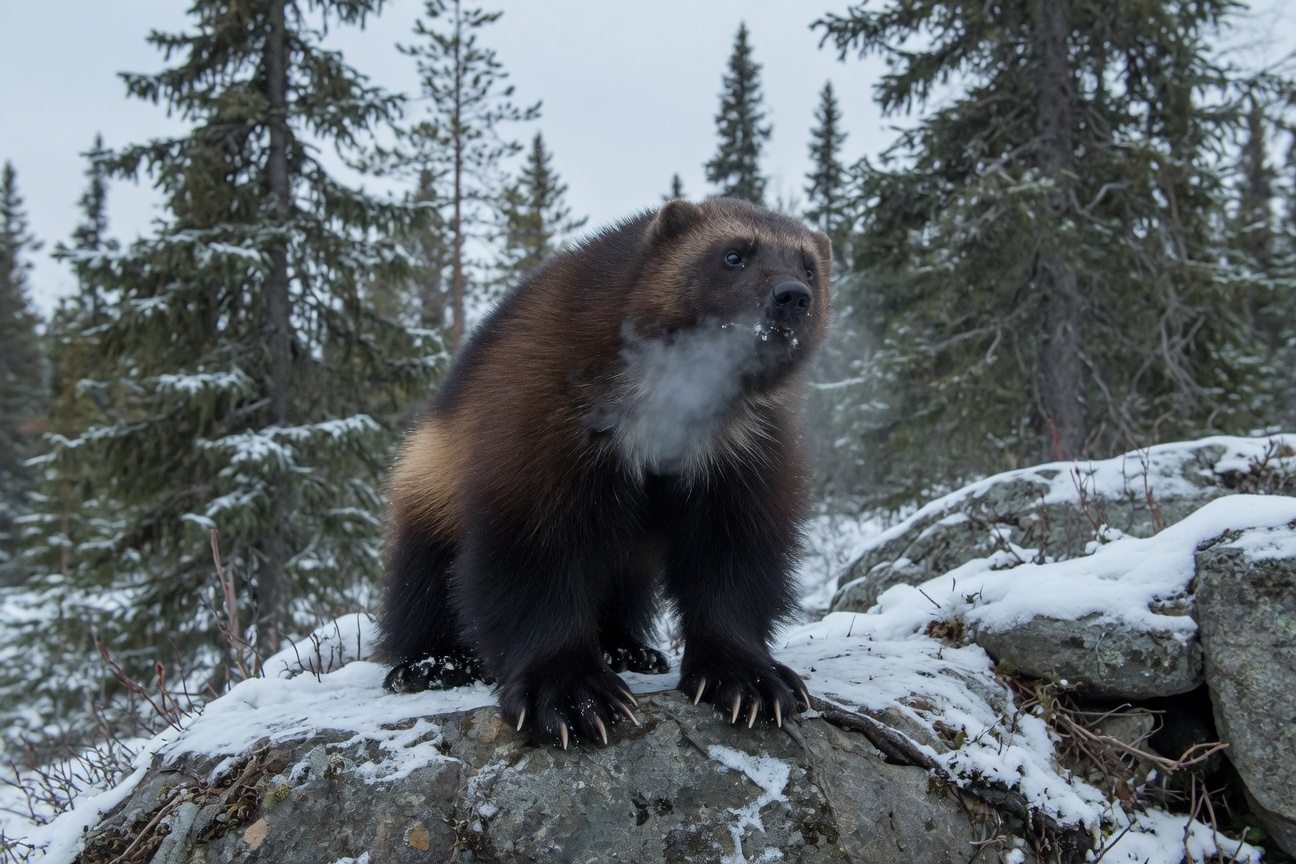 A wolverine stands on a snowy rock surrounded by pine trees in a winter forest.