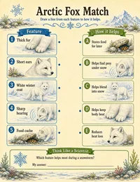 Arctic fox adaptation matching worksheet