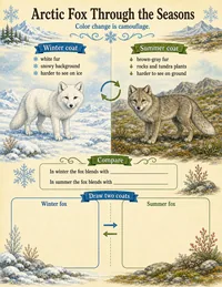 Winter and summer coat worksheet