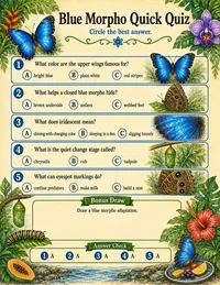 Blue morpho quick quiz