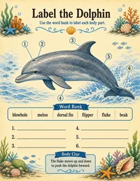 Dolphin anatomy labeling worksheet