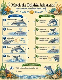 Dolphin adaptation matching worksheet
