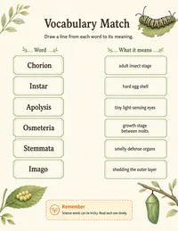 Caterpillar Life Cycle: Words page