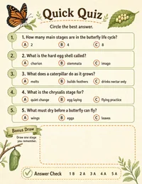 Caterpillar Life Cycle: Quiz page