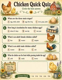 Chicken life cycle quick quiz