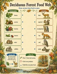 Forest food web worksheet