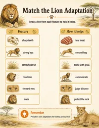 Lion adaptation matching worksheet