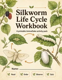 Silkworm Life Cycle printable workbook