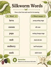 Silkworm vocabulary worksheet