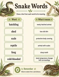 Snake vocabulary worksheet