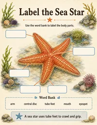 Label the sea star anatomy worksheet