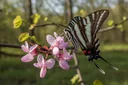 Zebra Swallowtail Butterfly Facts
