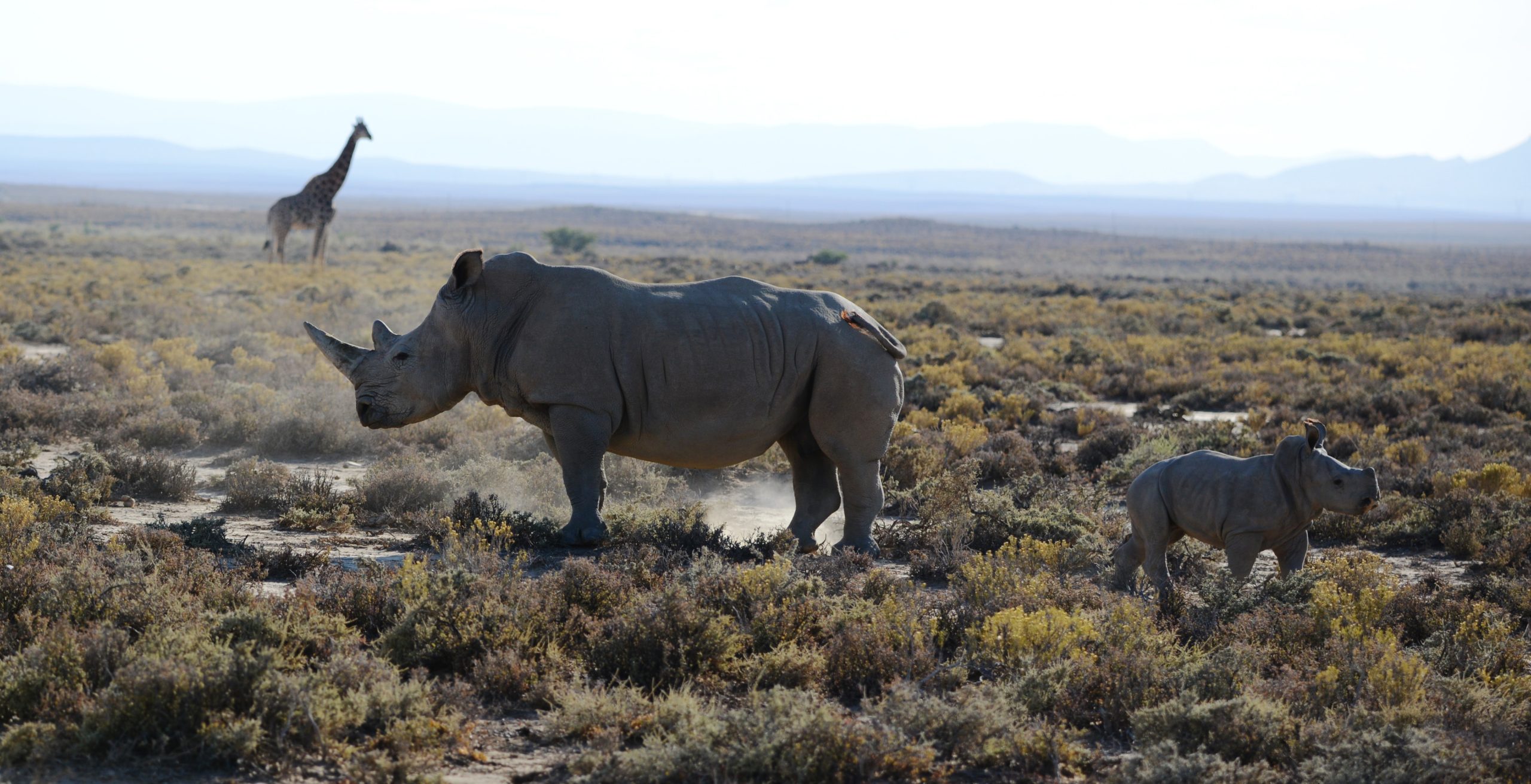 Носорог природная зона. Носорог в саванне. Носорог в пустыне. Африканский пейзаж с носорогом. Саванна Кения носорог.
