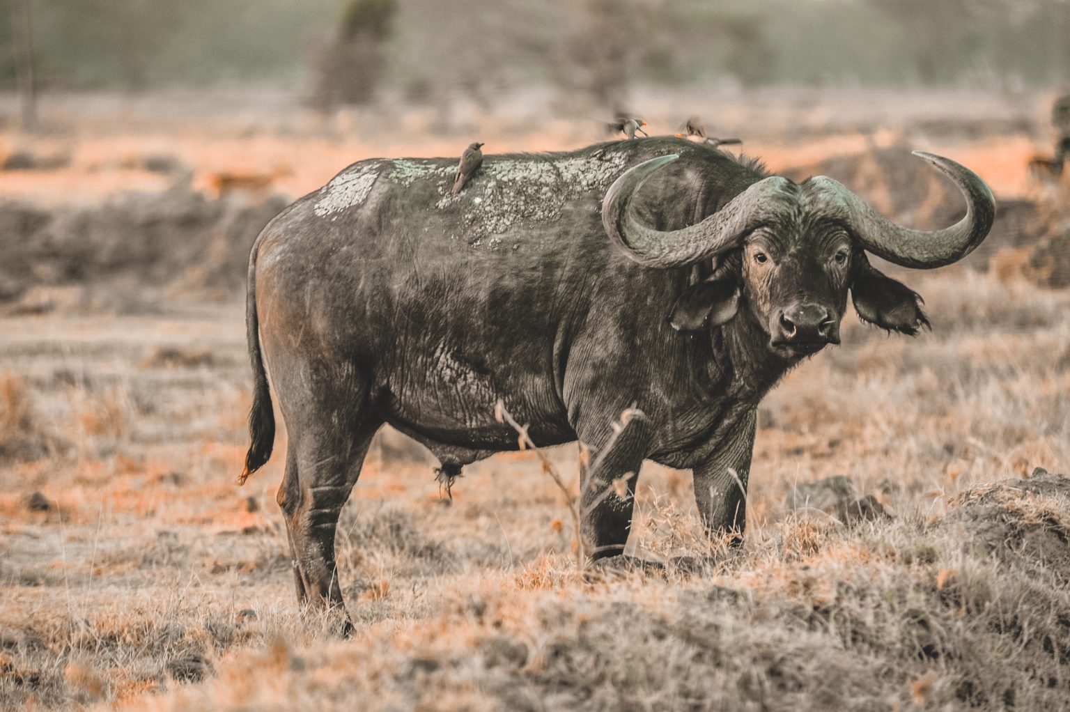 the-most-ferocious-animals-in-the-world-animal-sake