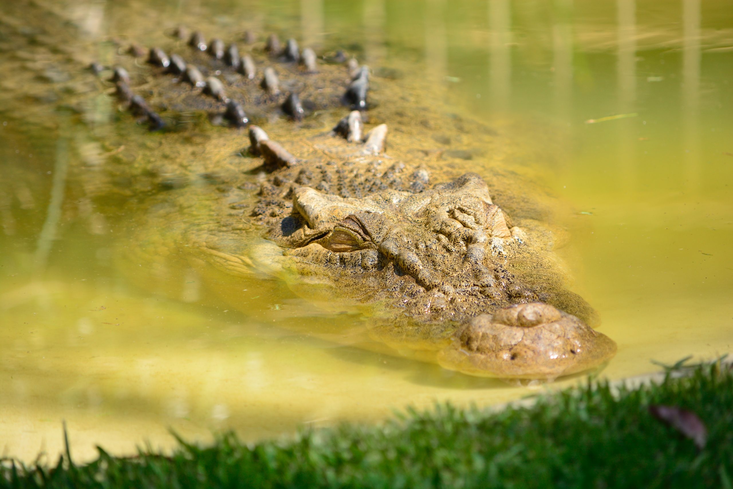 The Most Ferocious Animals In The World Animal Sake